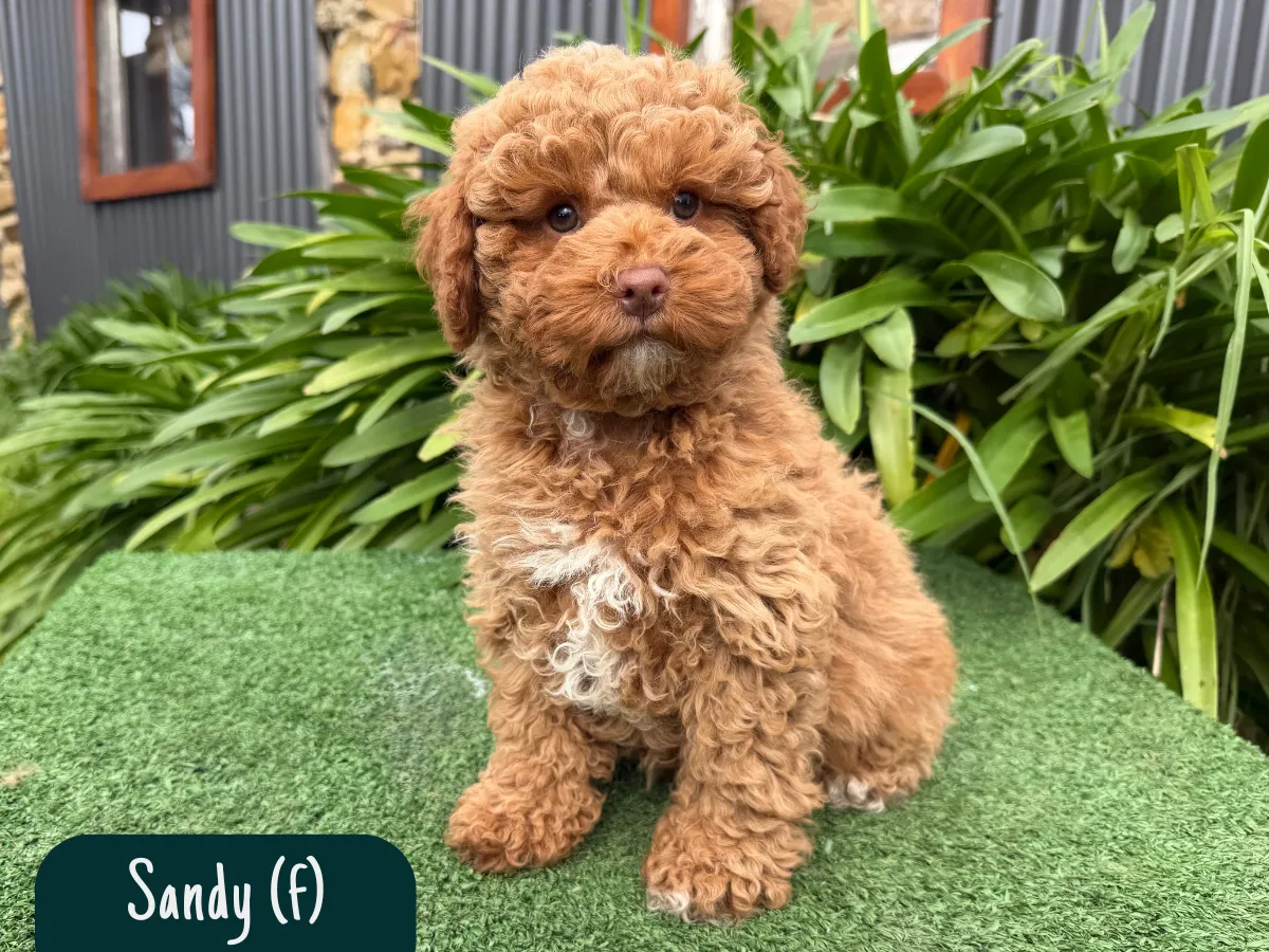 f1b-cavoodles-melbourne