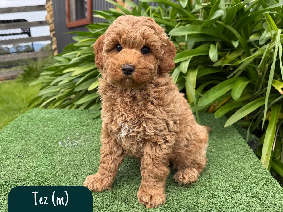 f1bcavoodle-vic
