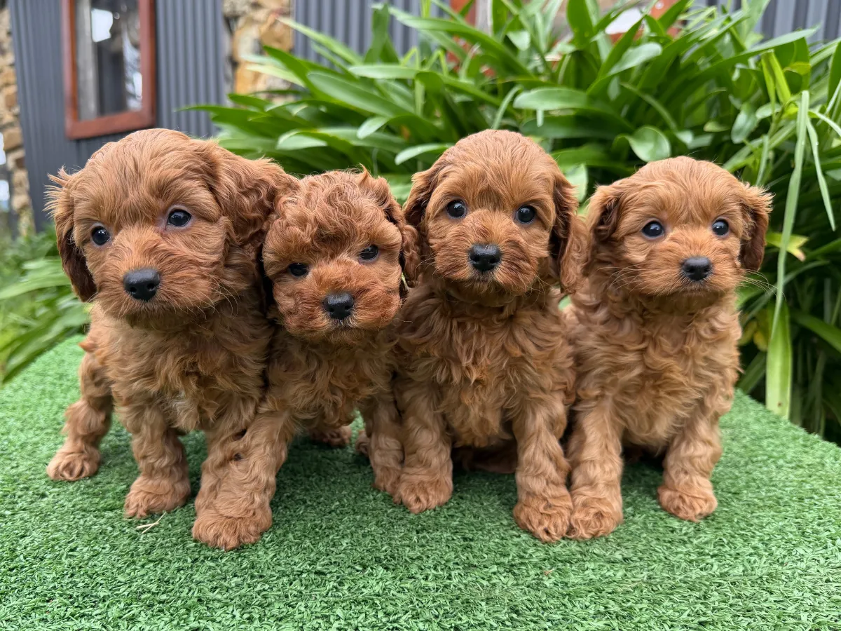 toy-cavoodle-puppies-victoria