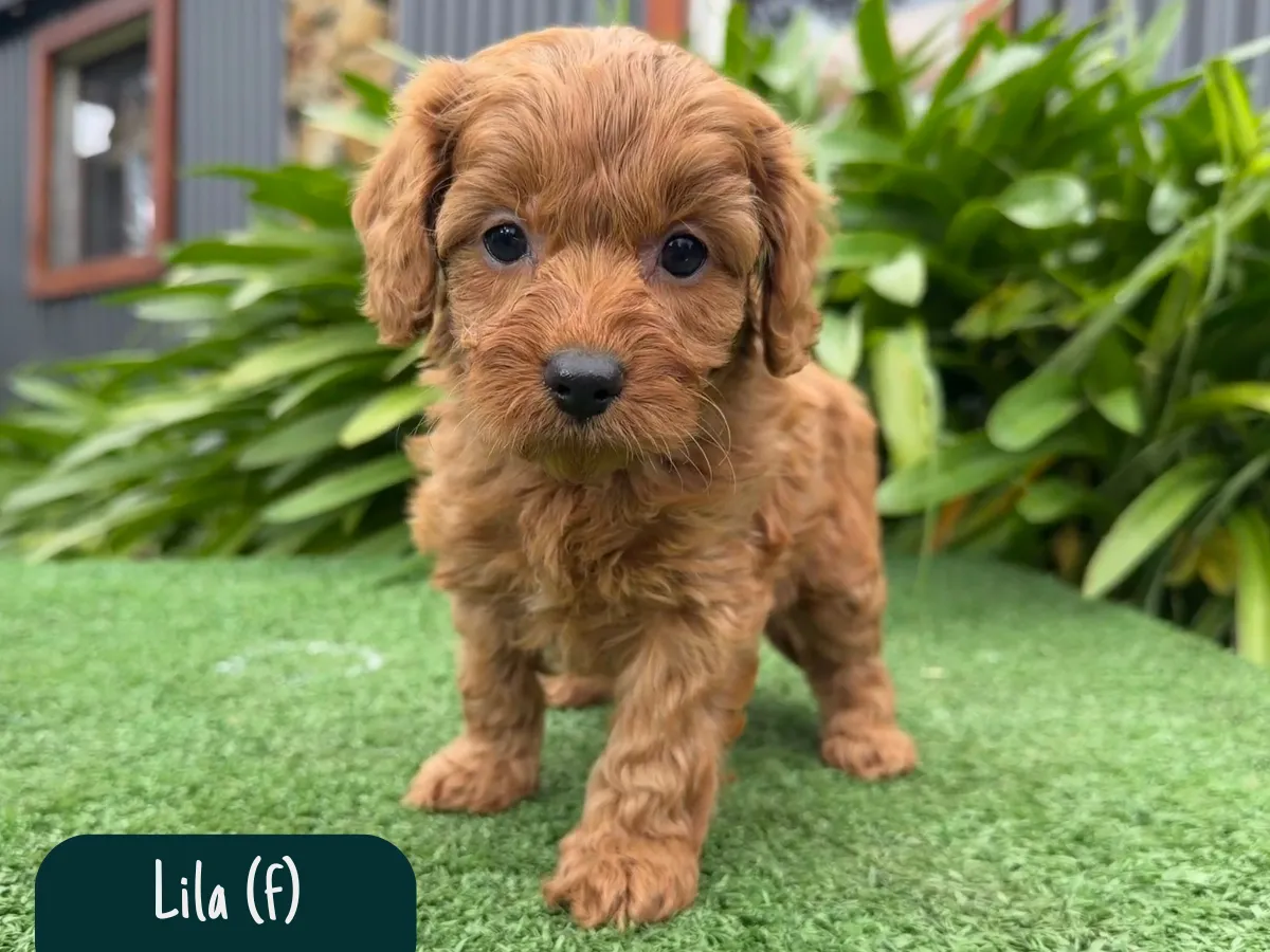 f1b-cavoodle-puppies