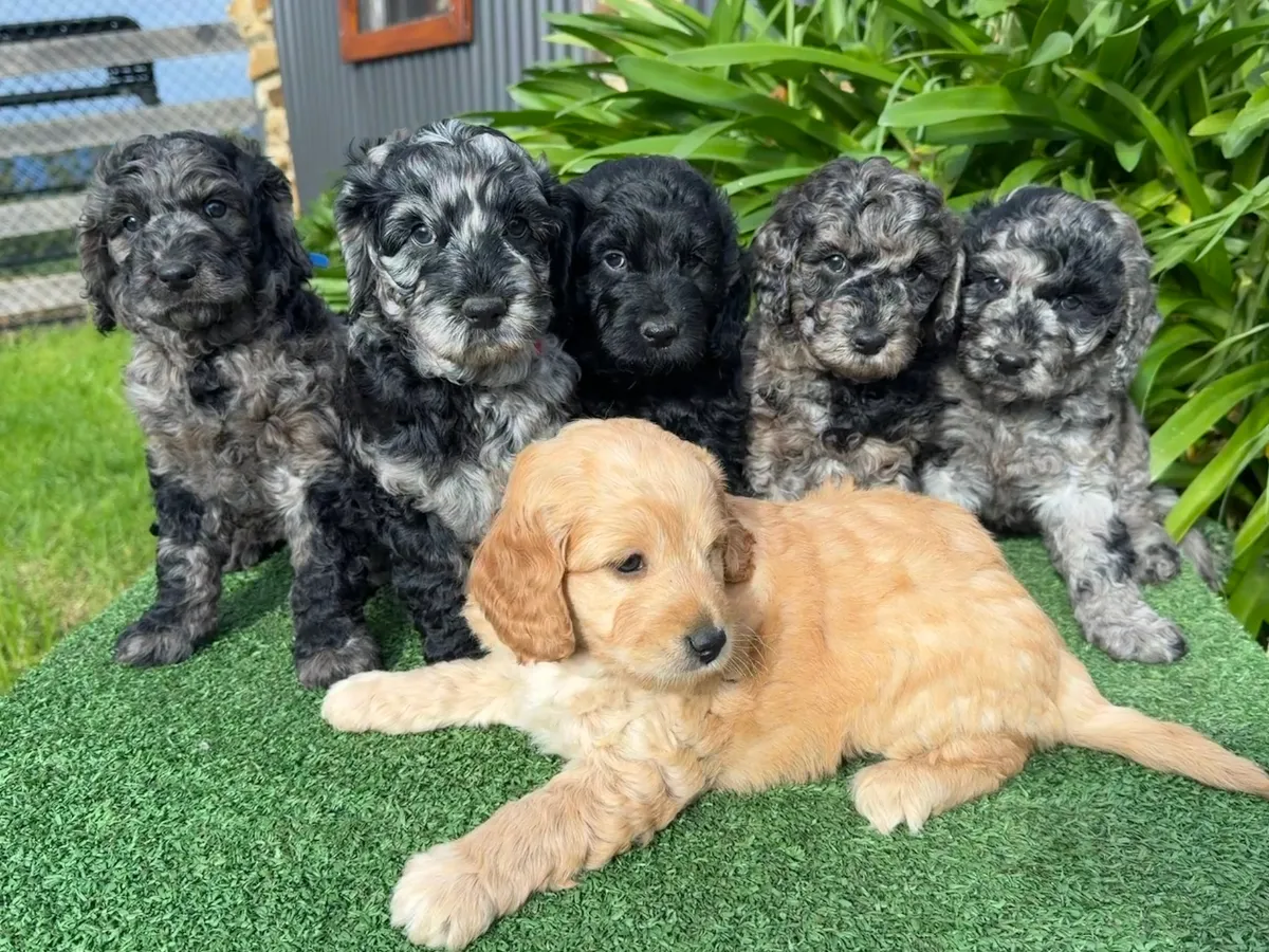 groodle-puppies