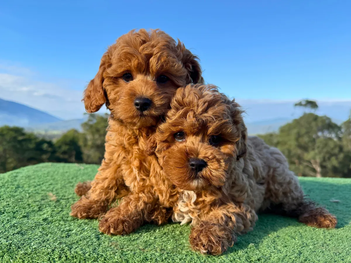 f1b-cavoodles