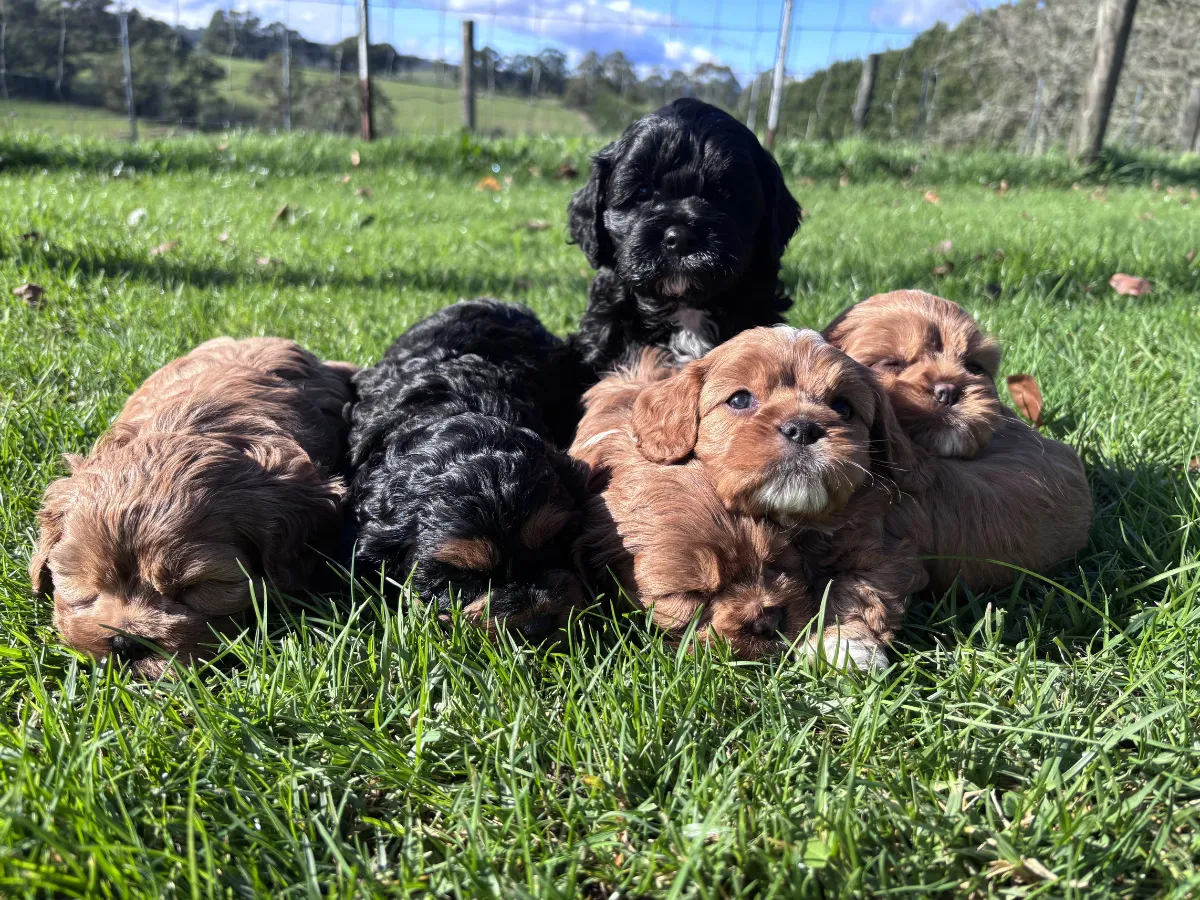 cavoodle-puppies-coming-soon