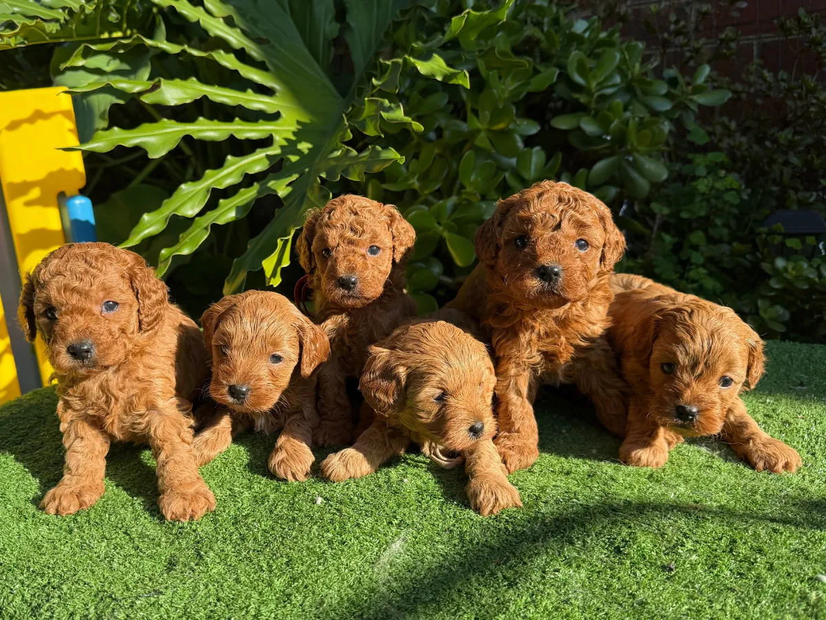 cavoodle-puppies-coming-soon