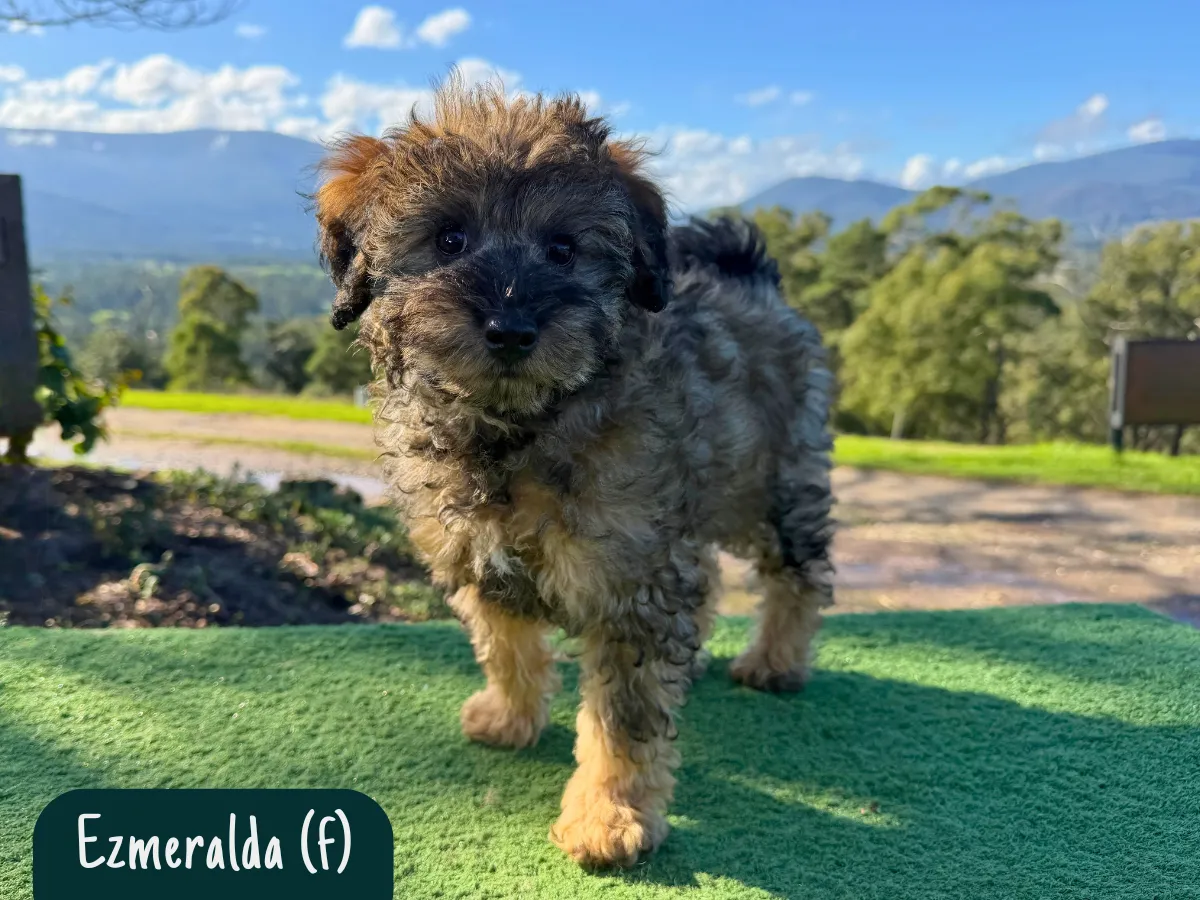 bordoodle-puppies-for-sale