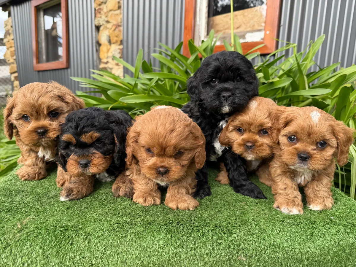 cavoodle-puppies-melbourne