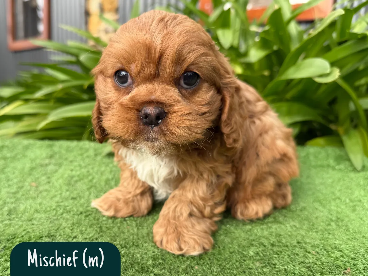 cavoodle-puppies-melbourne