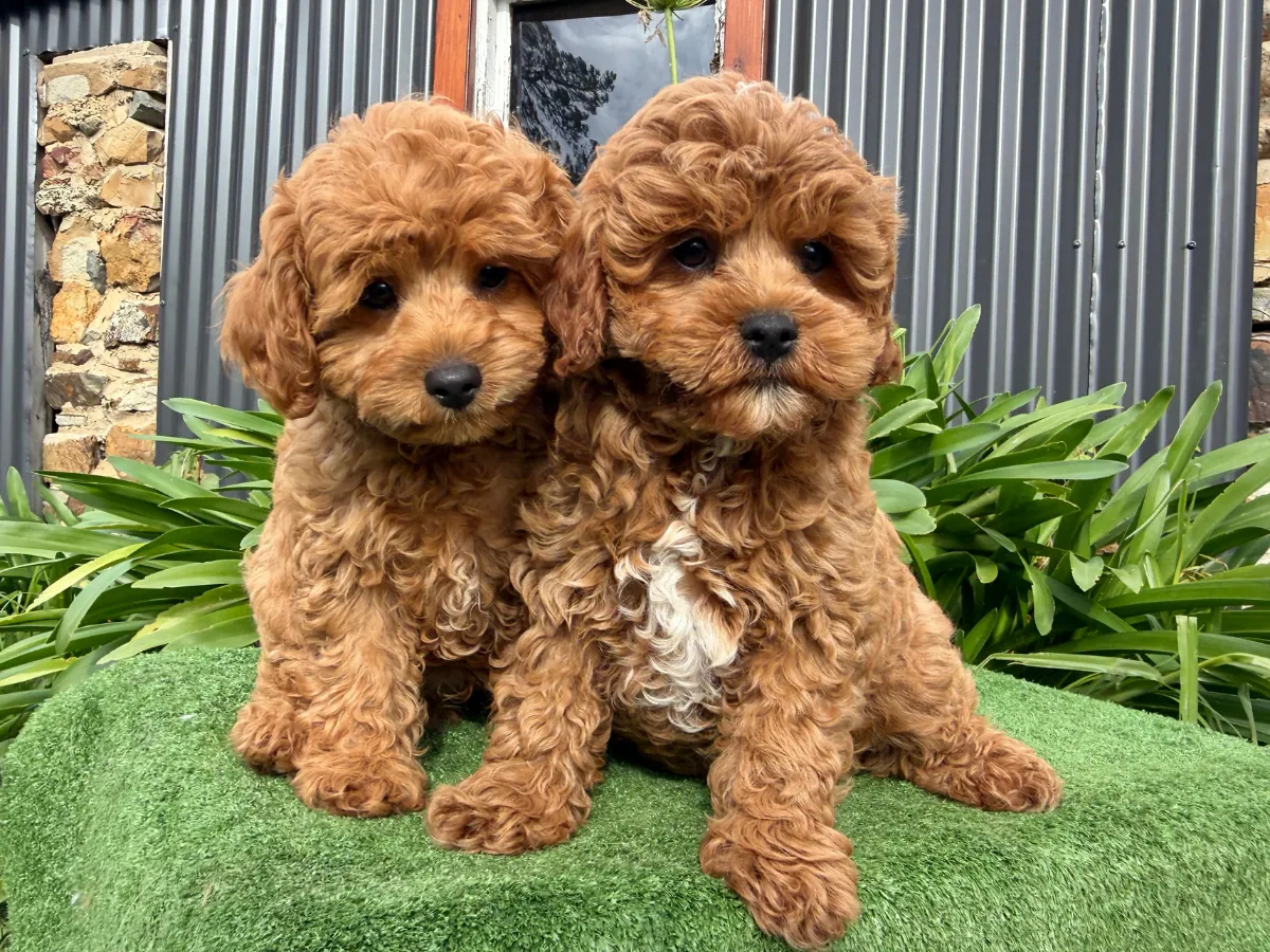 f1b-cavoodles