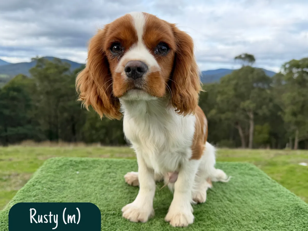 cavalier-puppies-victoria
