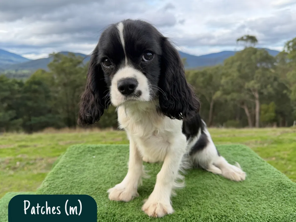 cavalier-puppies-victoria