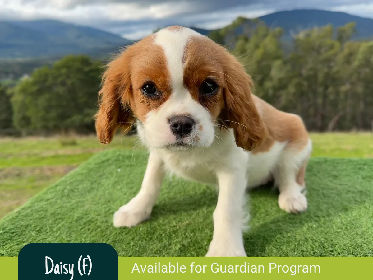 cavalierkingcharles