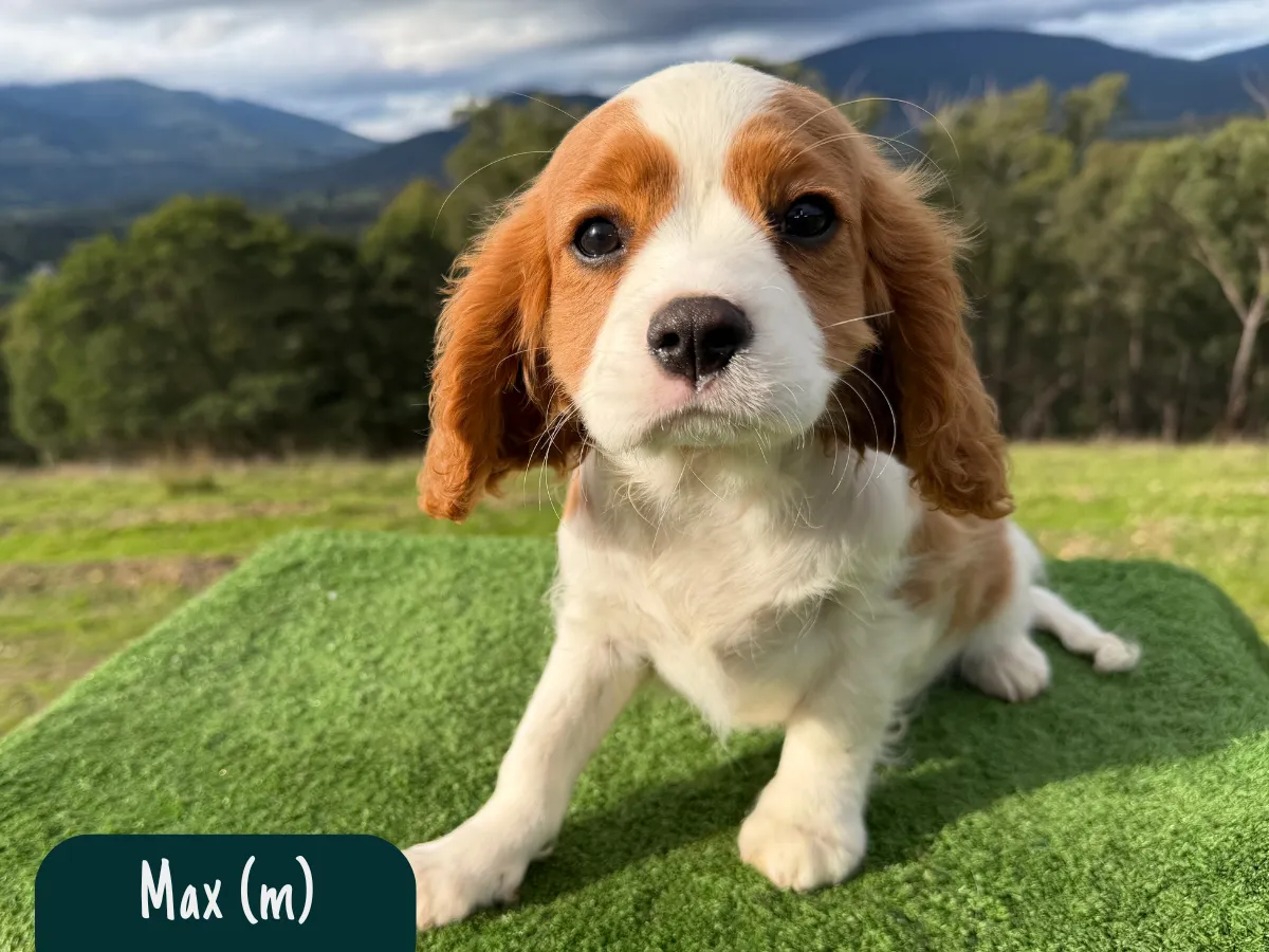 cavalier-puppies