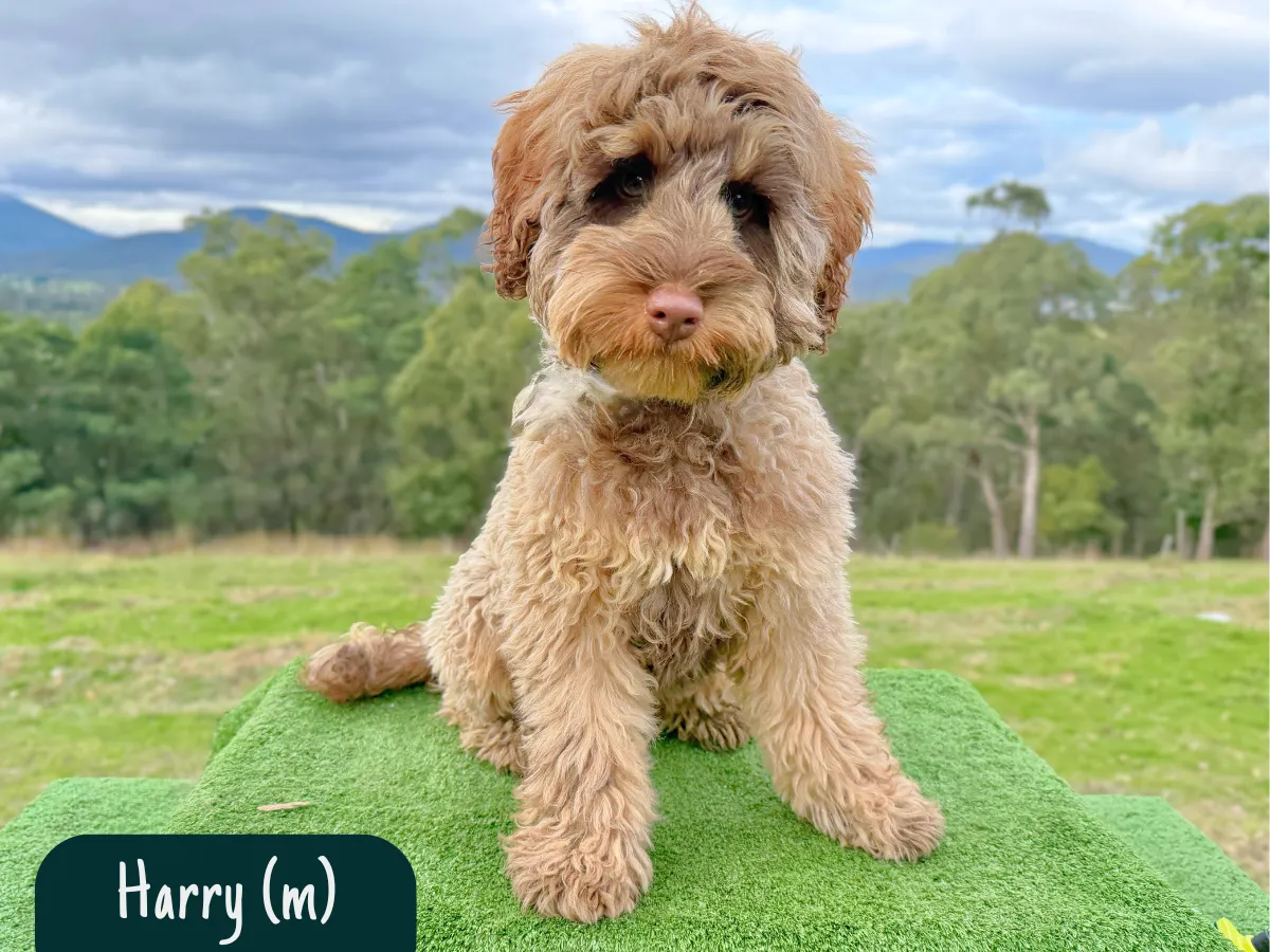 bordoodle-puppies-melbourne