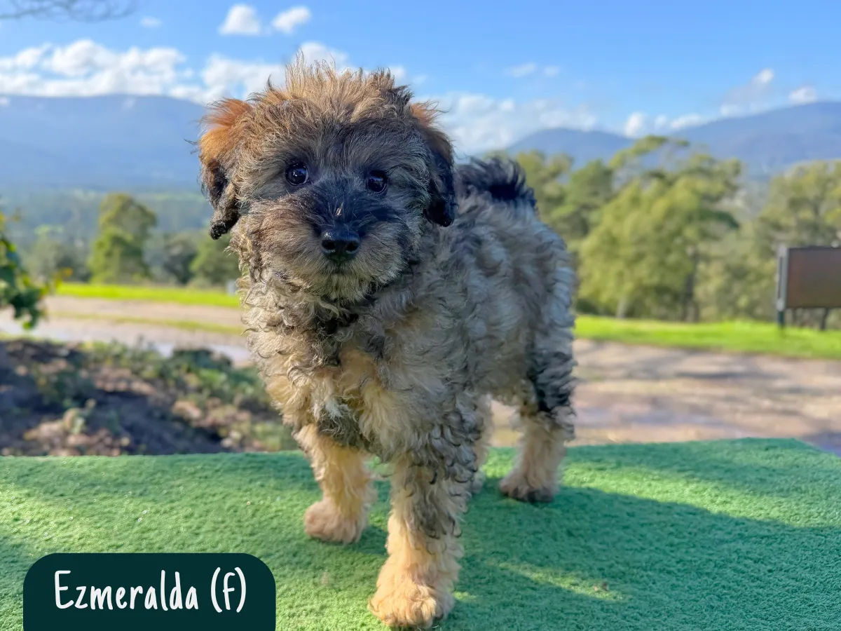 bordoodle-puppies-for-sale
