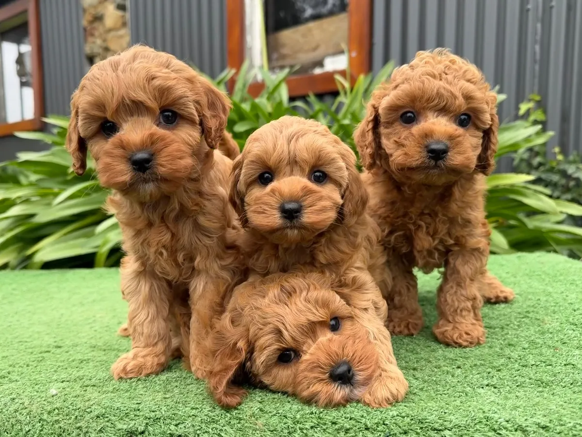 f1-cavoodle-puppy