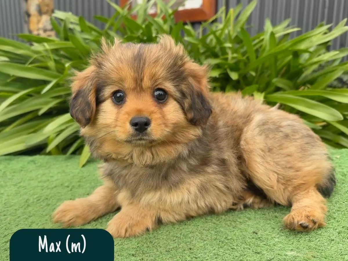 Max
