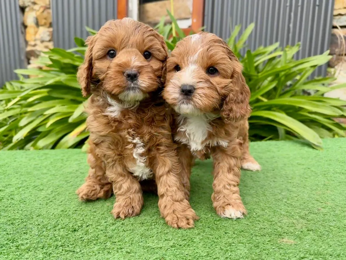 cavoodle-f1