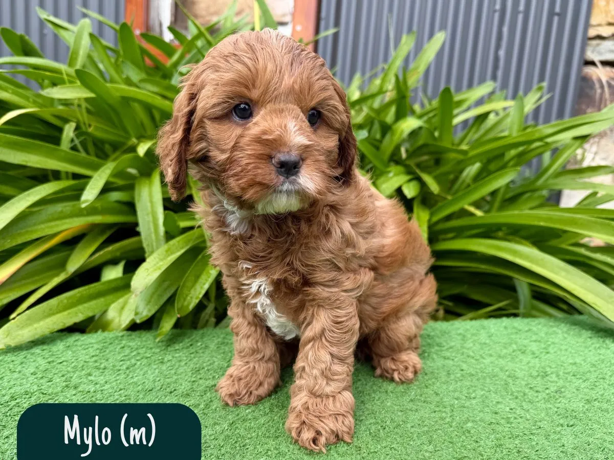 cavoodle-f1