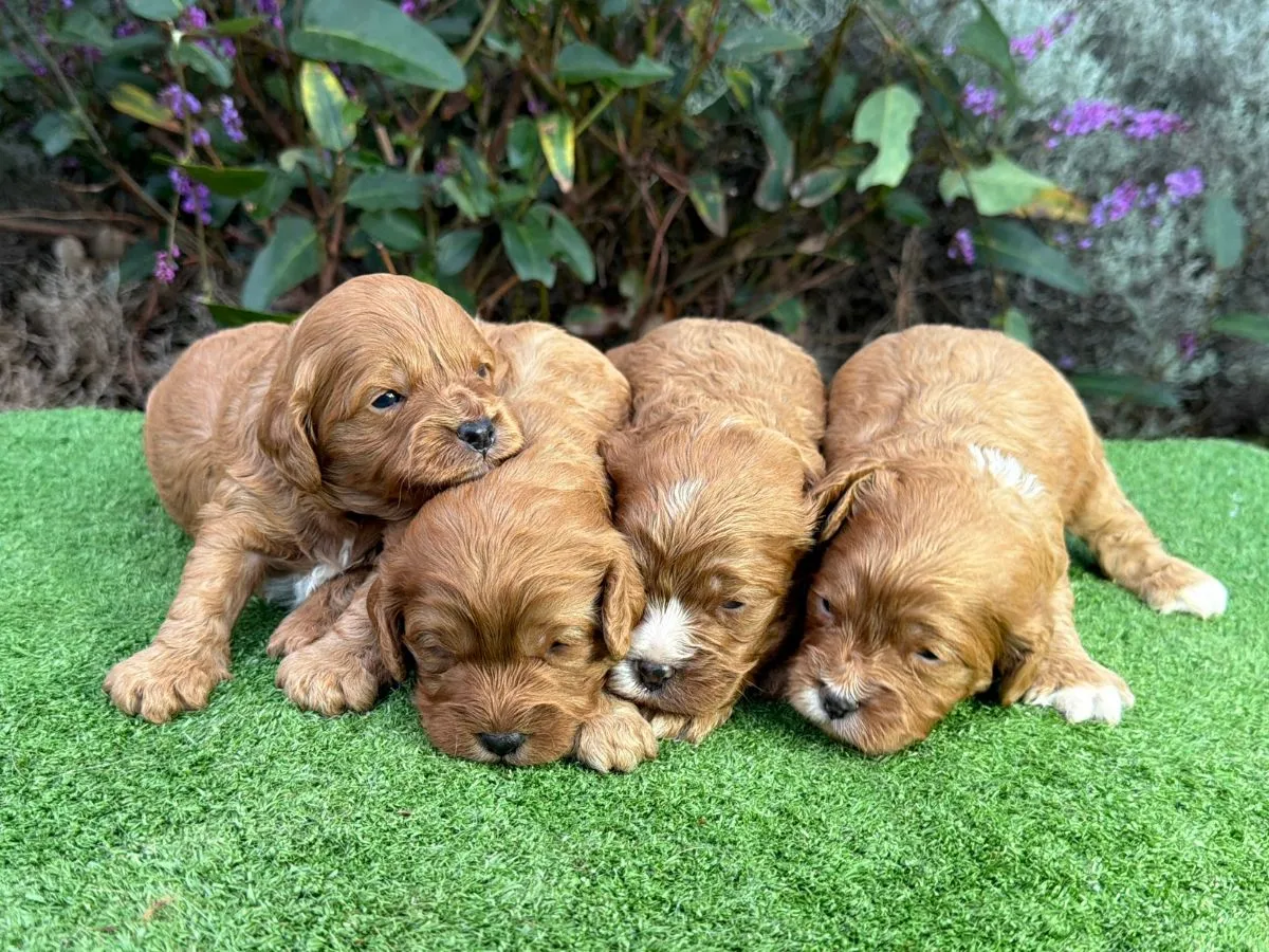 cavoodle-puppies-coming-soon