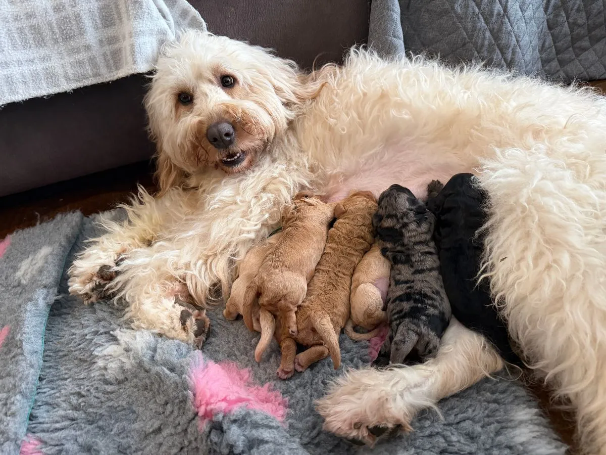 groodle-puppies