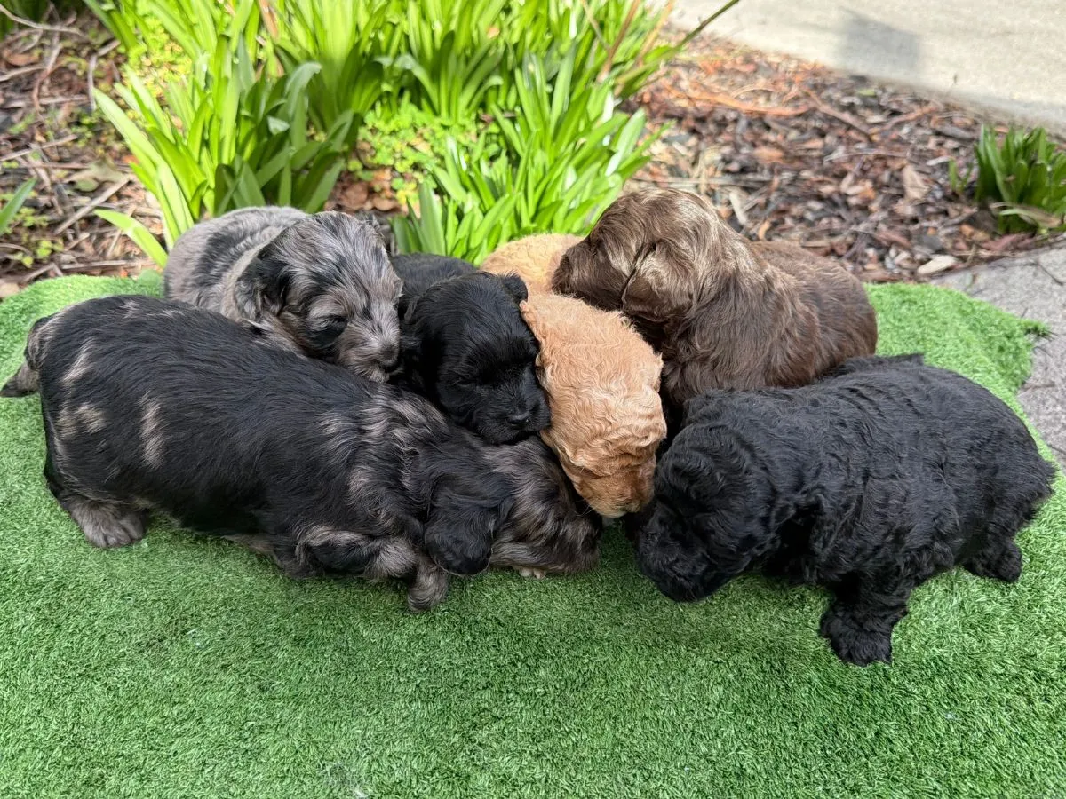 poodle-puppies-melbourne