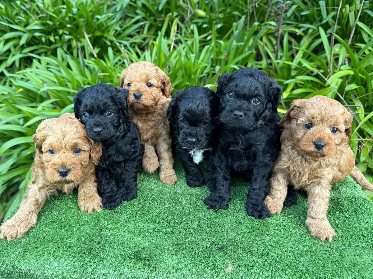 toy-cavoodle-puppies-victoria