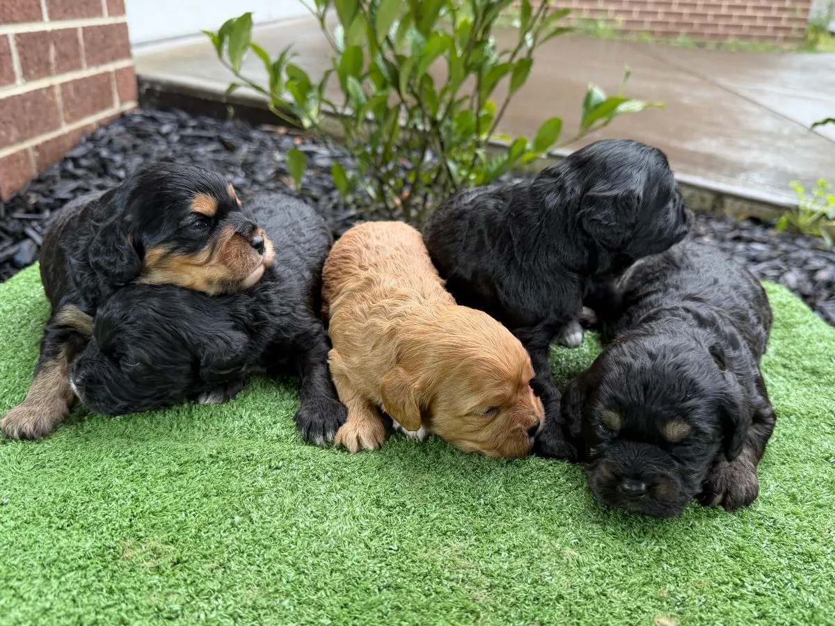 cavoodle-puppies-available