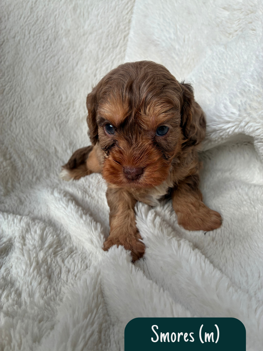 f1b-cavoodle-puppies