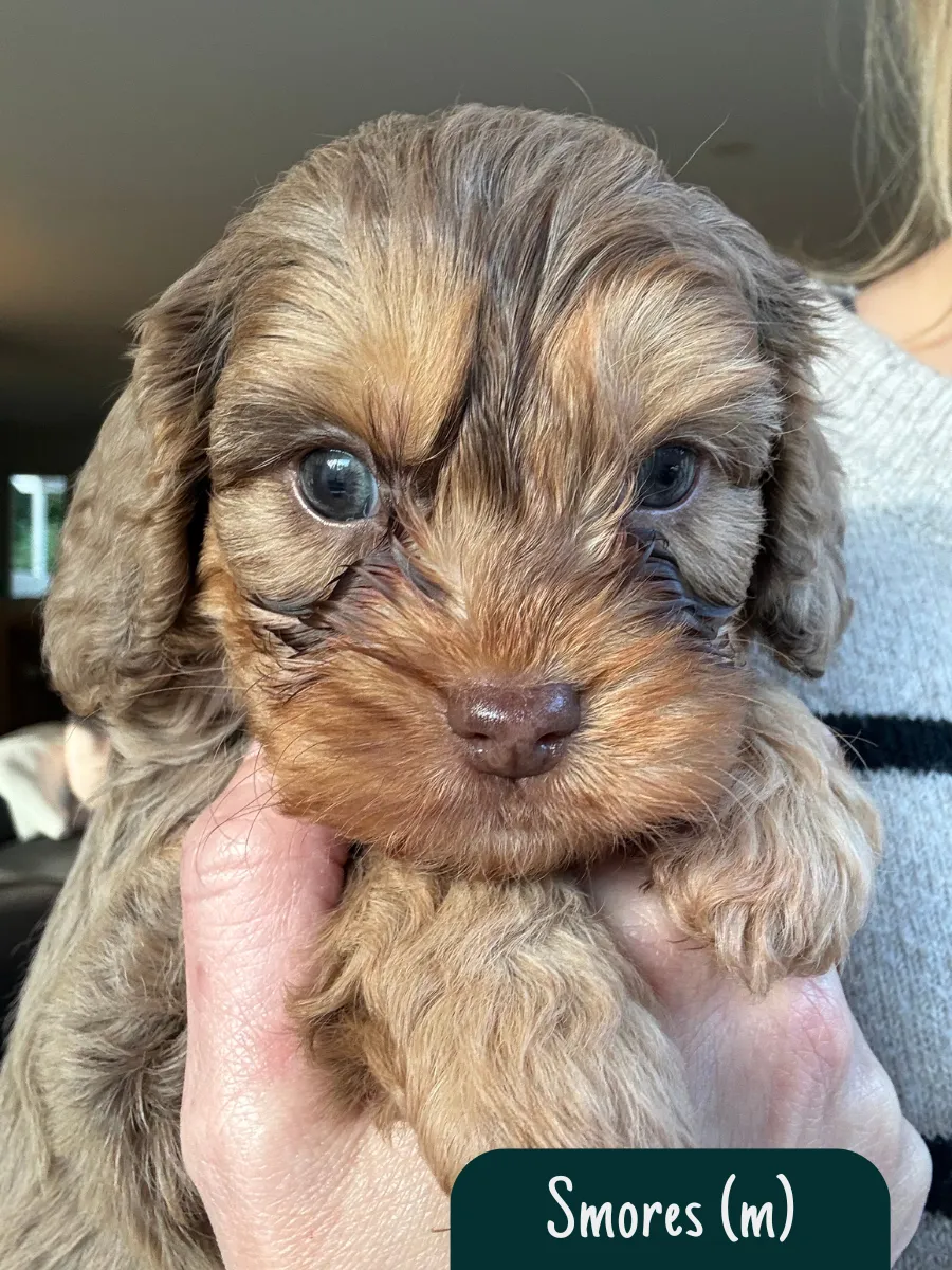 f1b-cavoodle-puppies
