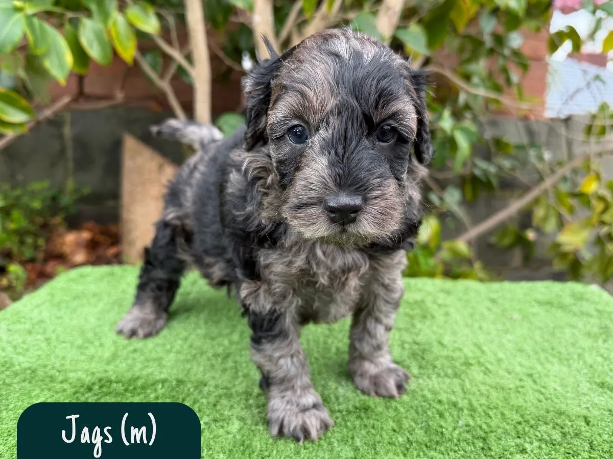 poodle-puppies-melbourne