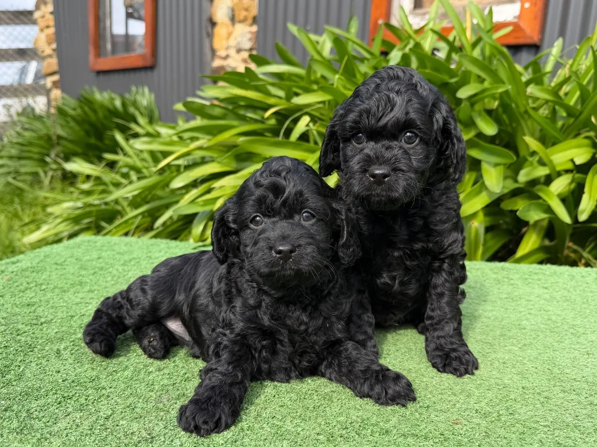 cavoodle-pups-available