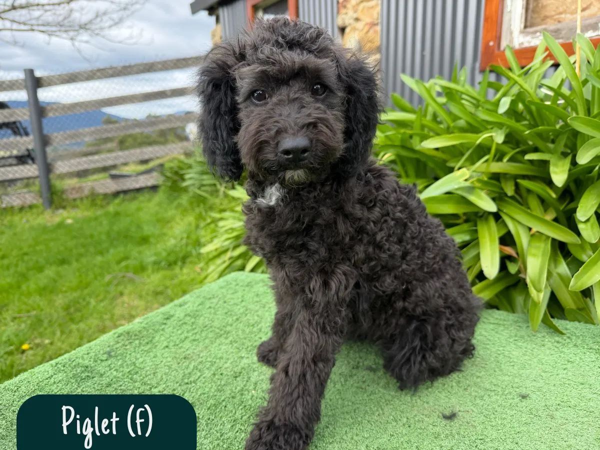 bordoodle-pups