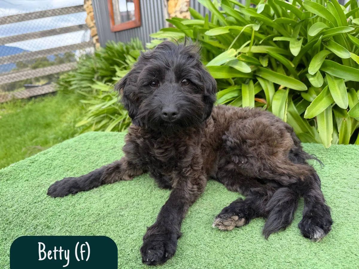 bordoodle-puppies