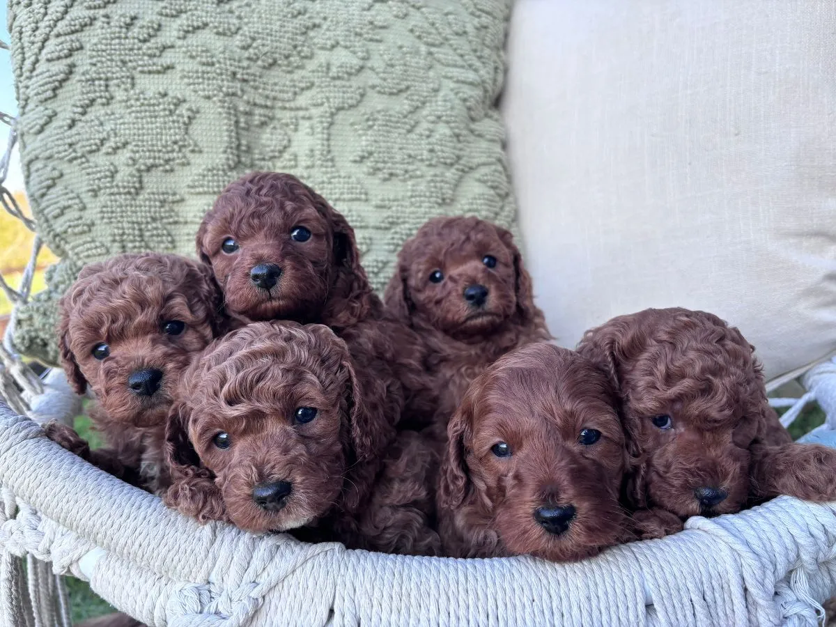 f1b-cavoodle-puppies