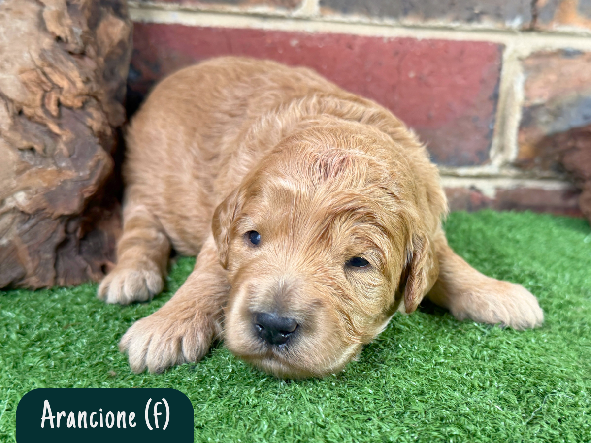 groodle-puppies