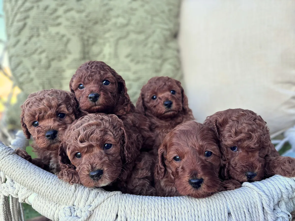 f1b-cavoodle-puppies