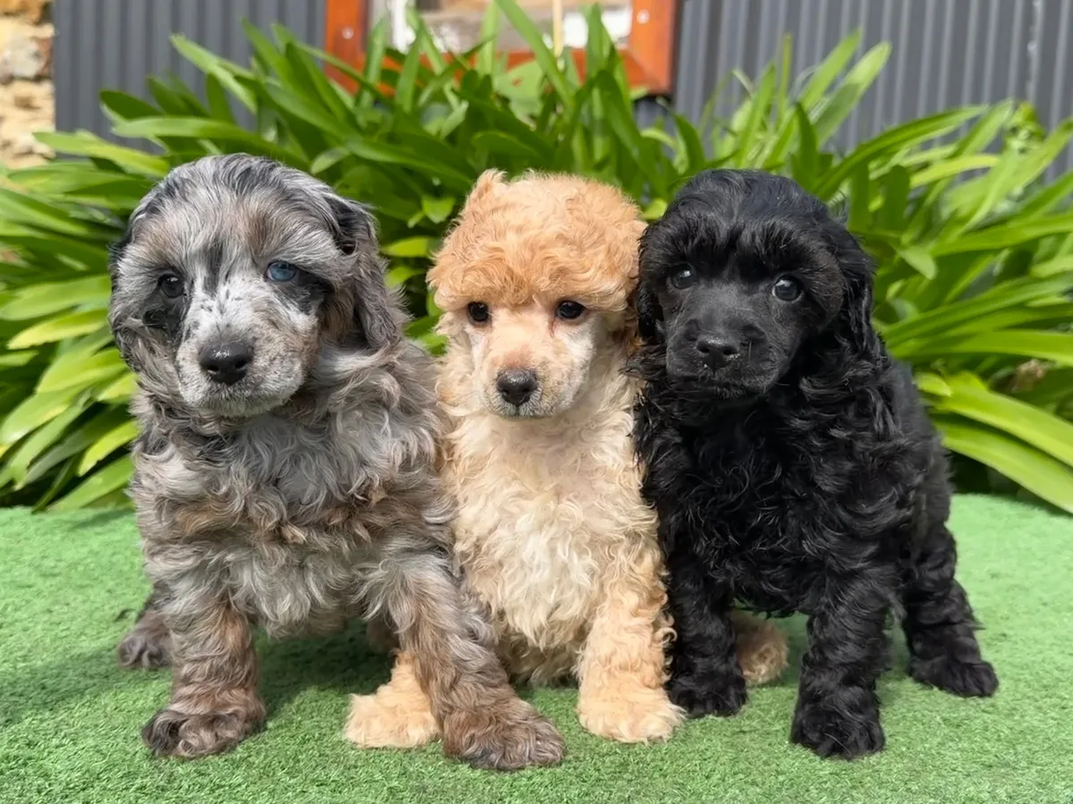 Molly & Charlie's