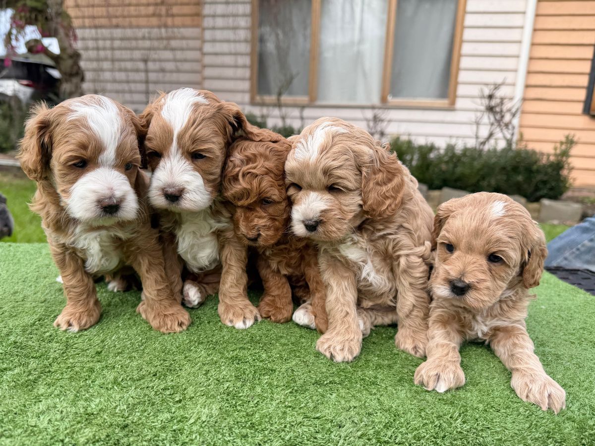 Ruby & Rocky's