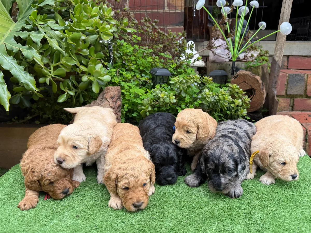 groodle-puppies
