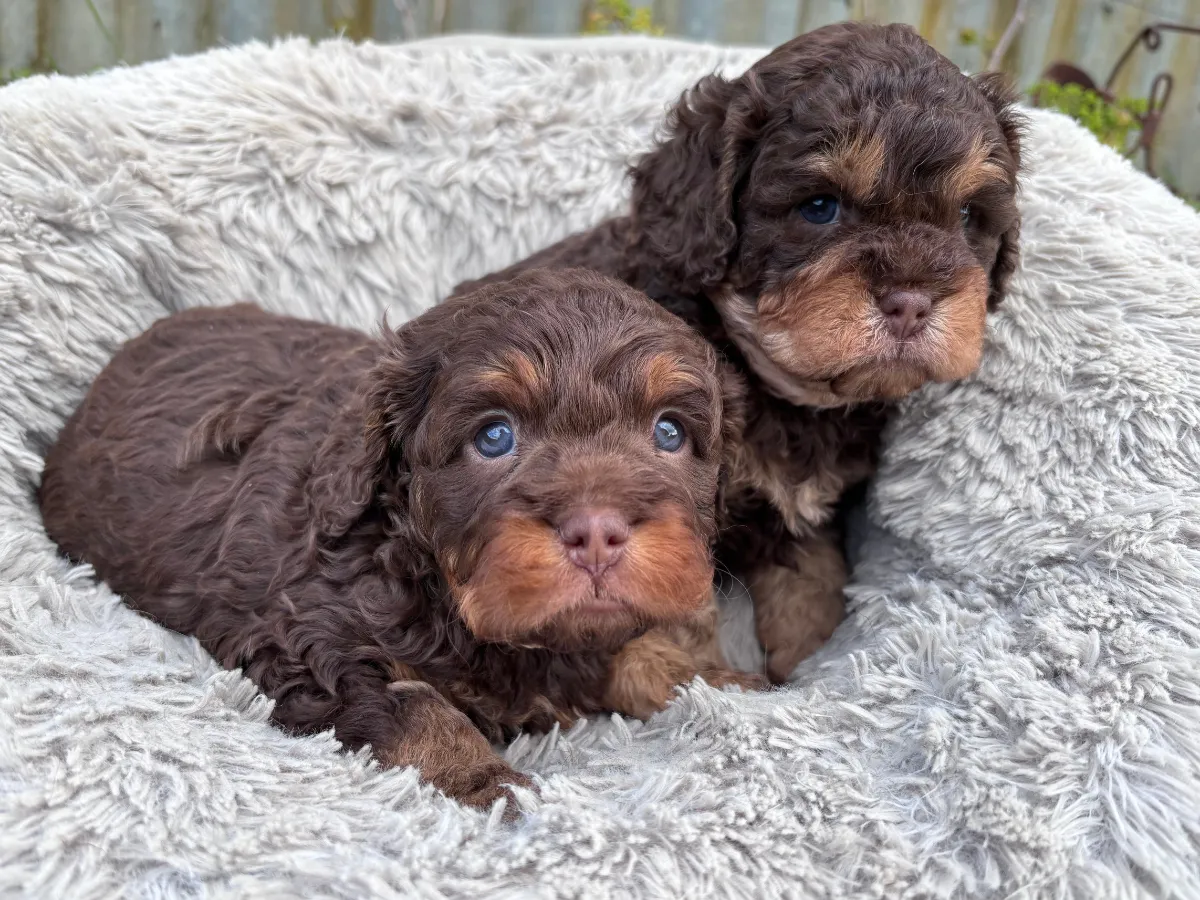 cavoodle-puppies-melbourne