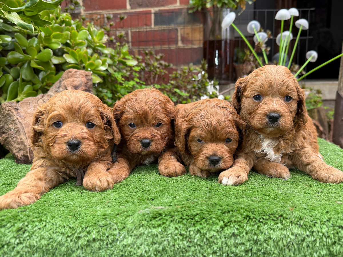 cavoodle-pups-coming-soon