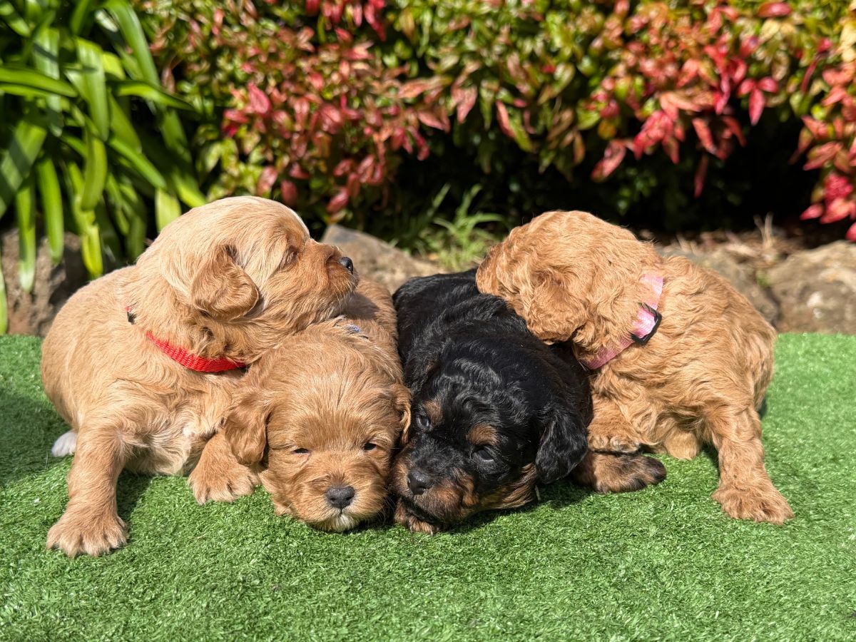 toy-cavoodle-puppies-victoria