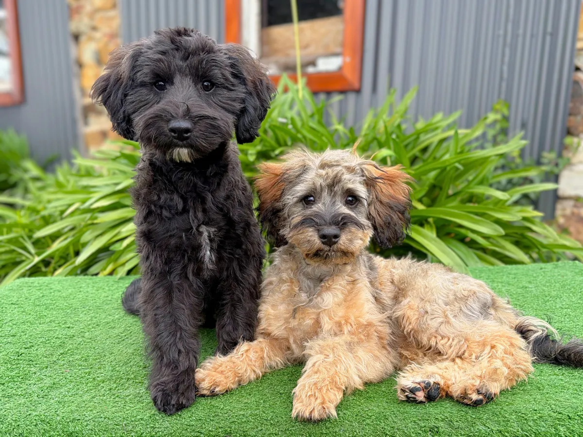 bordoodle-puppies-for-sale