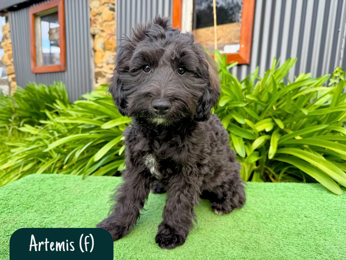 bordoodle-puppies-for-sale