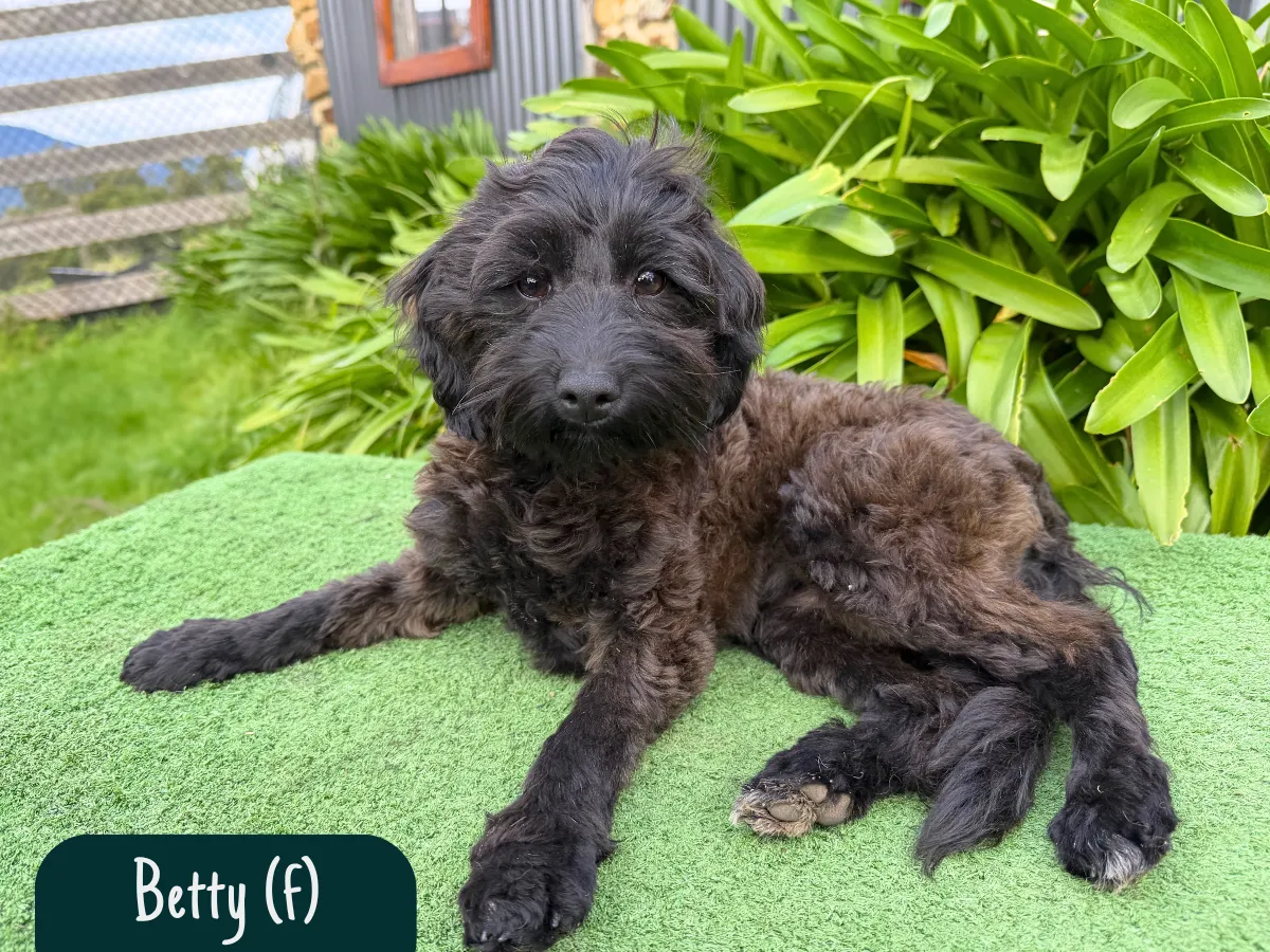 bordoodle-puppies