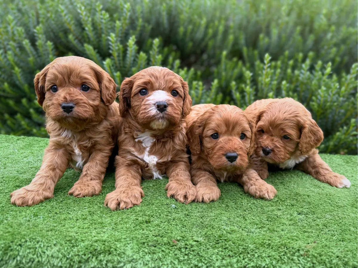 cavoodle-puppies-coming-soon