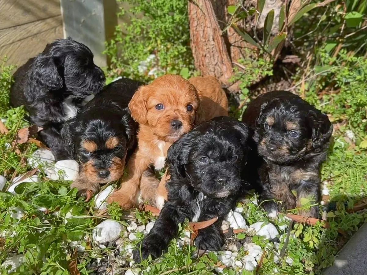 cavoodle-puppies-available