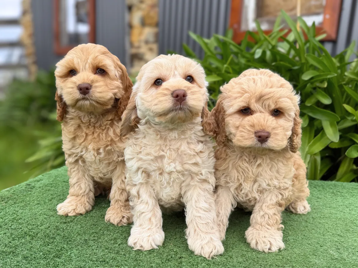 Mia & Charlie's