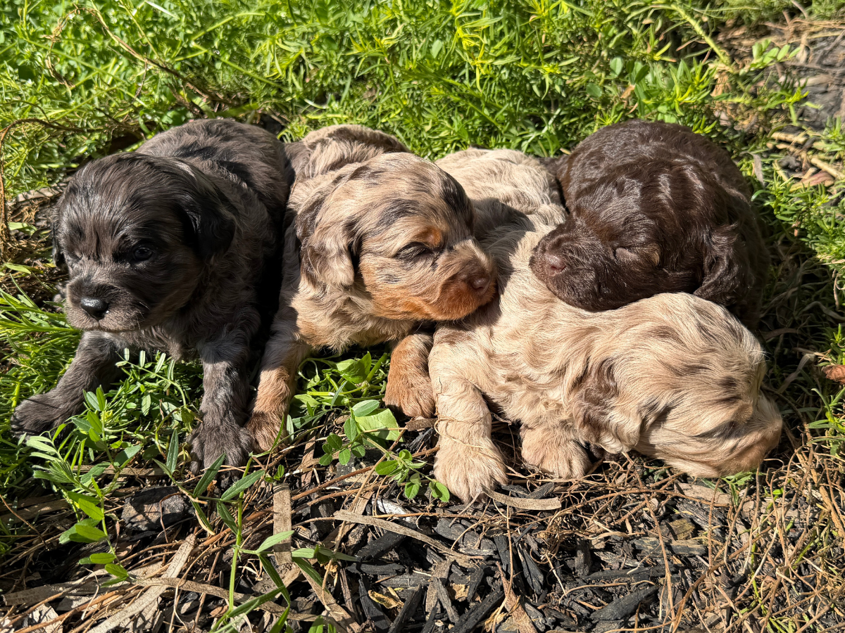 f1b-cavoodle-puppies