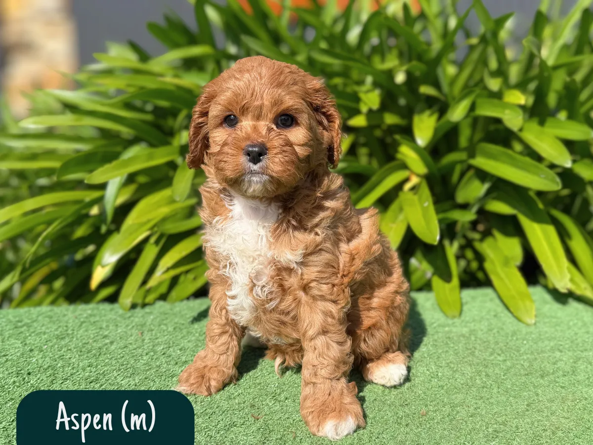 cavoodle-pups-melbourne